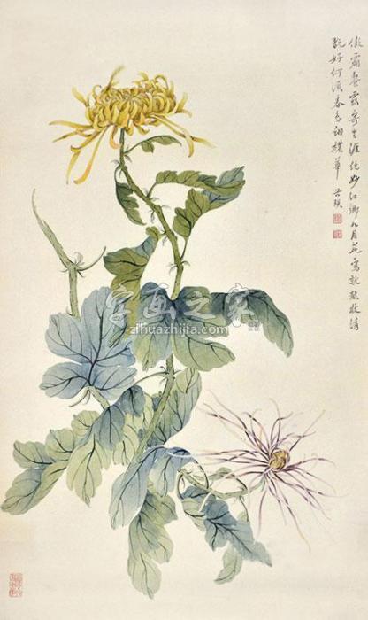 缪谷瑛菊花字画之家