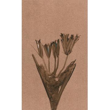 边平山国画花鸟花卉字画之家