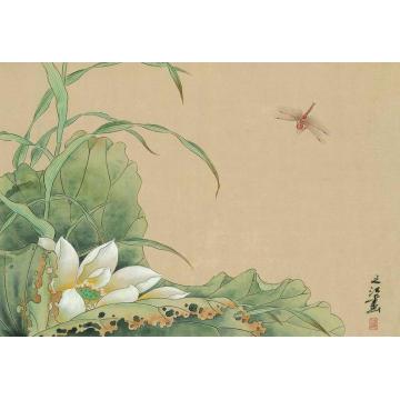周之江国画花鸟白荷红蜻蜓字画之家