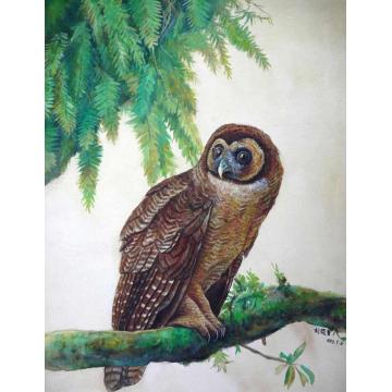 刘筱青短耳鸮 Short-eared Owl字画之家